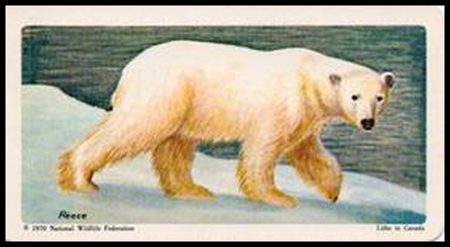 32 Polar Bear